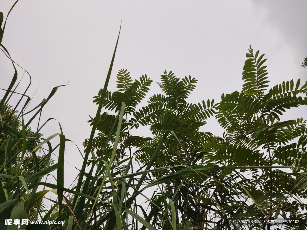 仰视视角下的翠绿植物