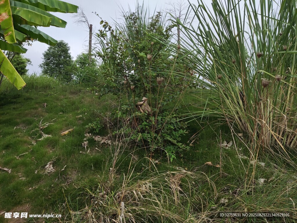 野外绿植丛生的自然景象