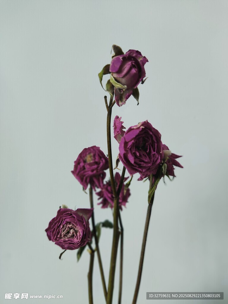 枯萎的紫色玫瑰花束