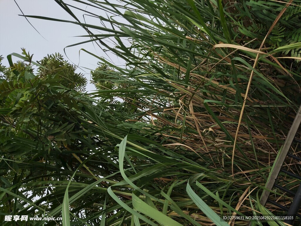 野外丛生的绿色茂盛植物