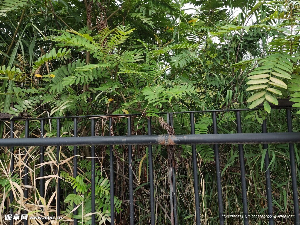 铁栏杆后的翠绿蕨类植物