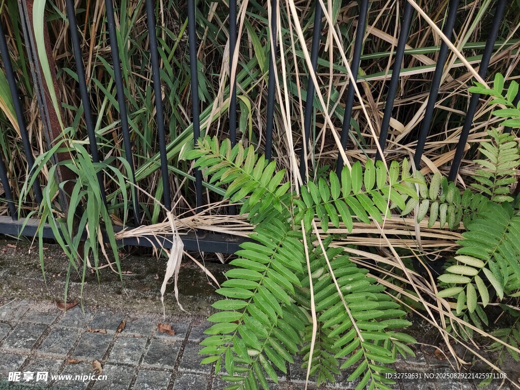 蕨类植物与周边绿植景观