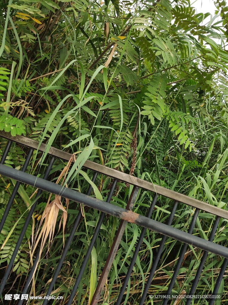 围栏边的繁茂绿色植物