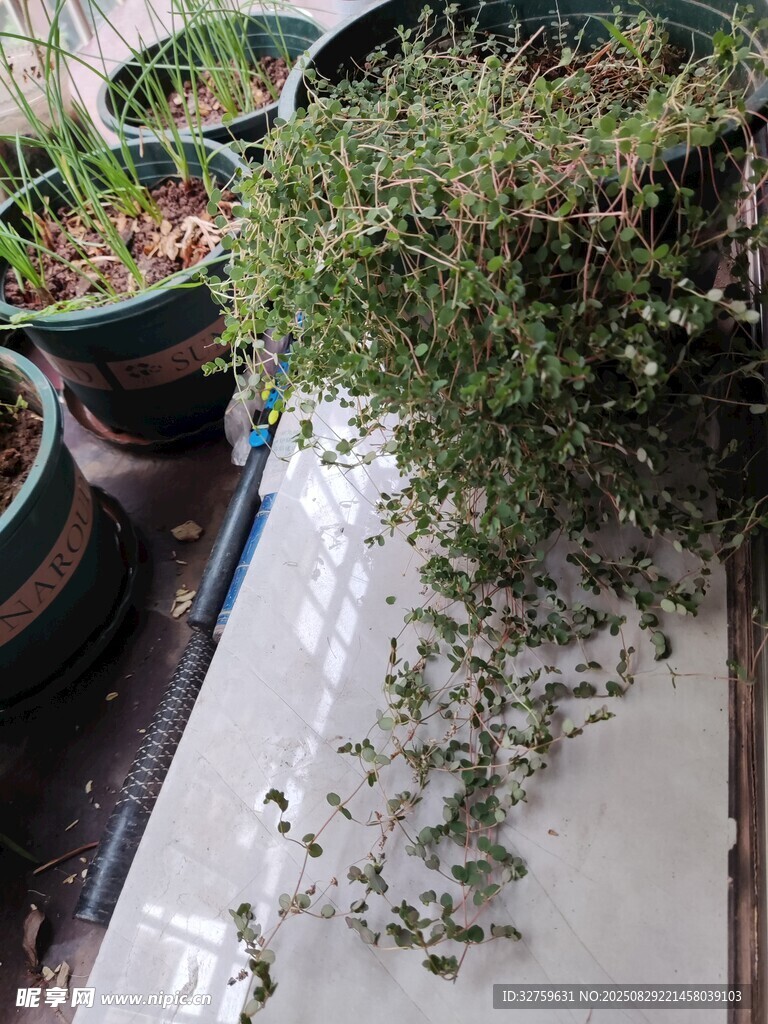 盆栽绿植 