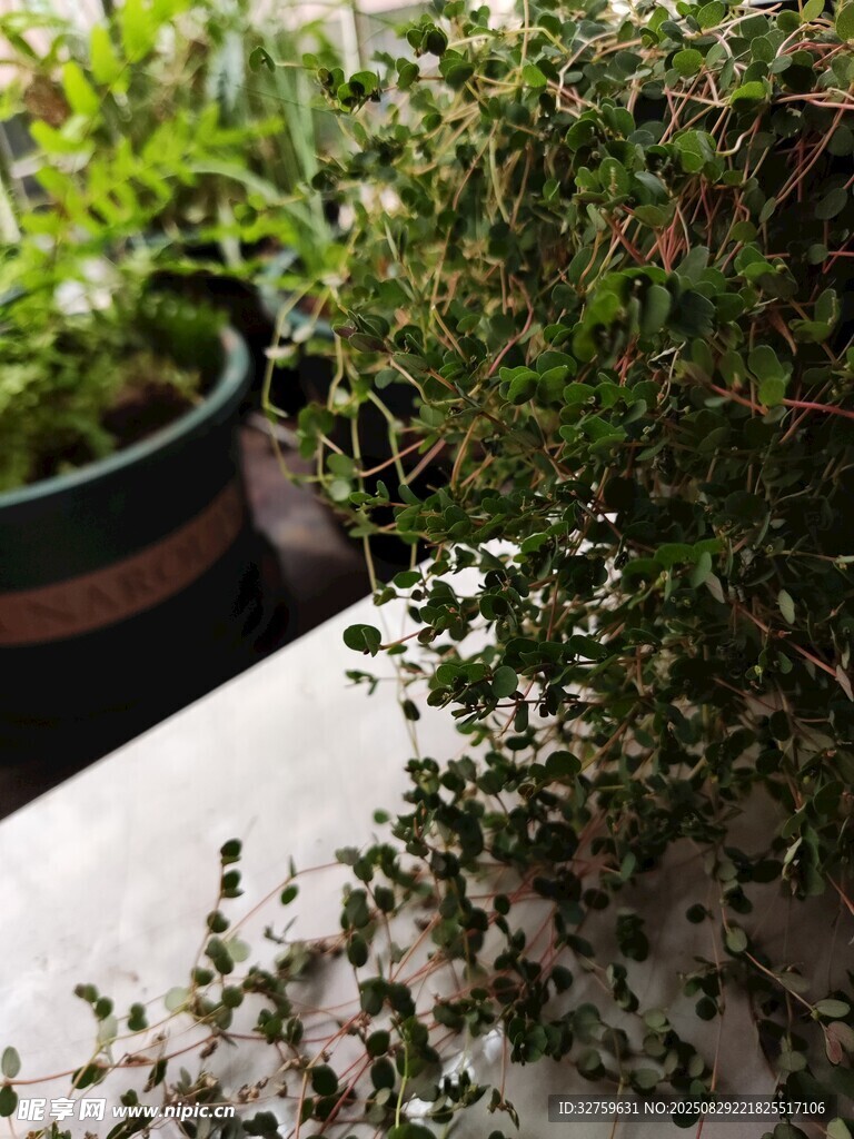 盆栽绿植特写