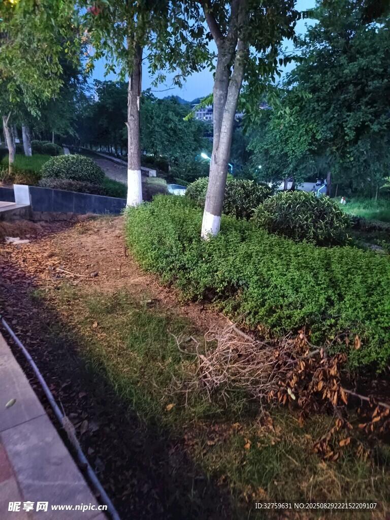 公园中的绿植与步道景观