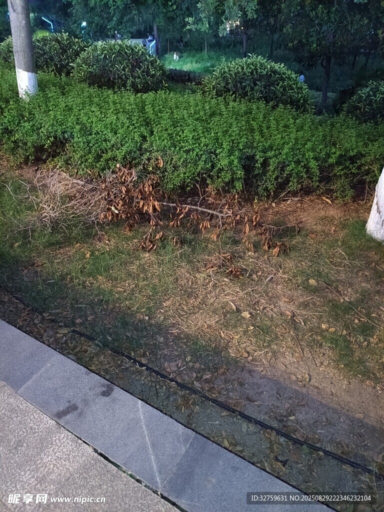 路边绿化带植物受损景象