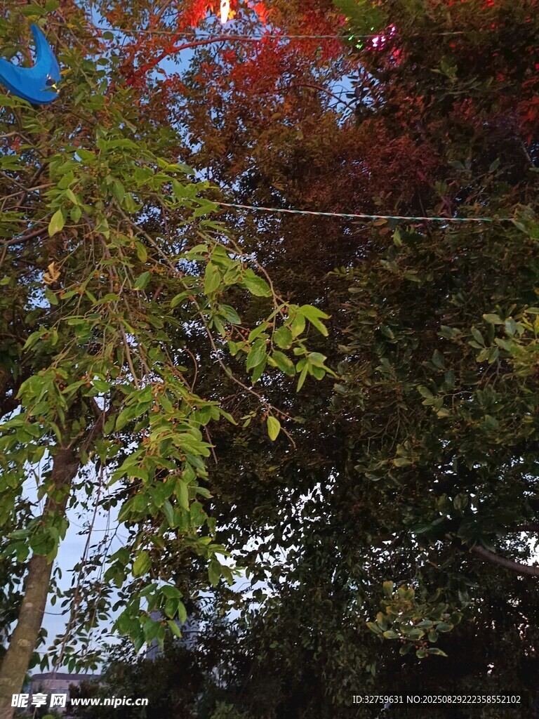 秋日多彩树木景致