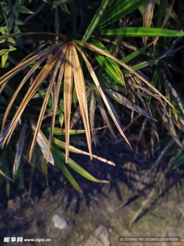 枯萎的植物叶片特写