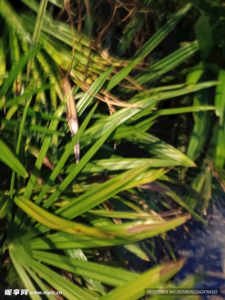翠绿植物叶片特写