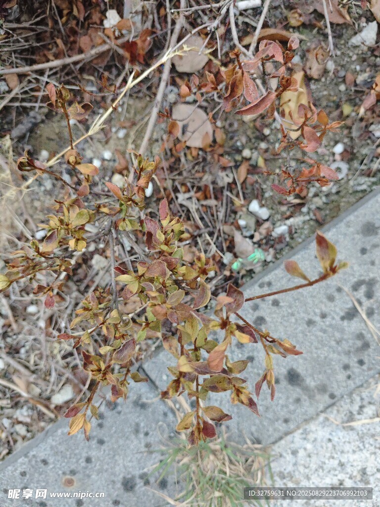 落叶覆于地面的萧瑟景象