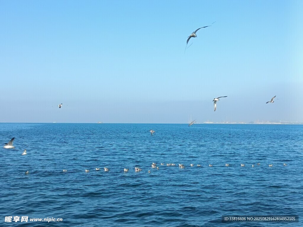 碧海蓝天海鸥翱翔