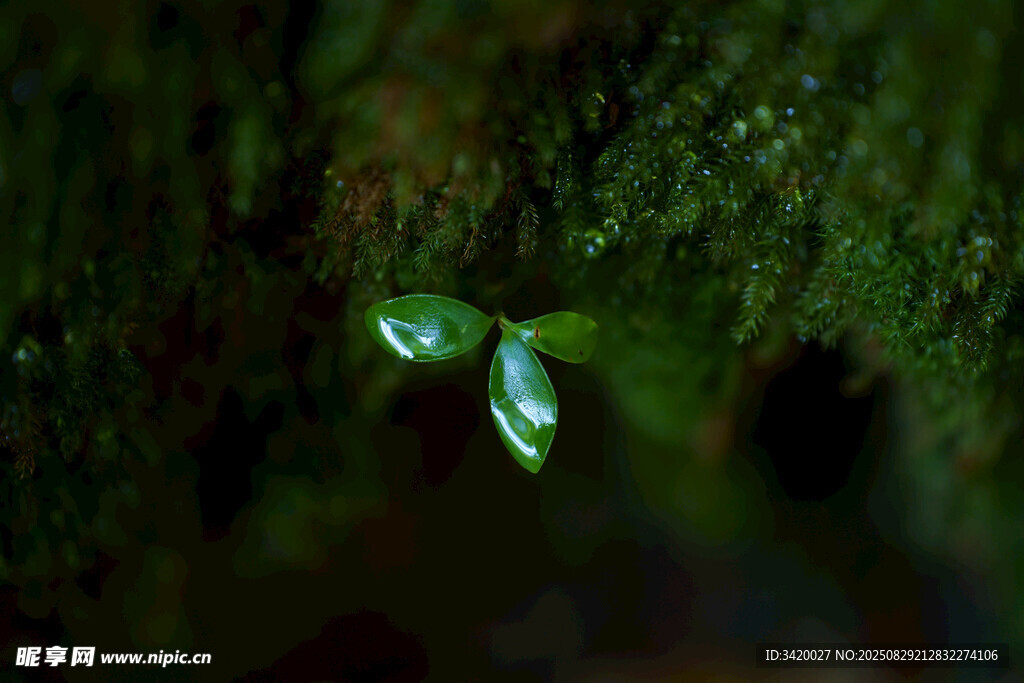 苔藓上的嫩绿小芽