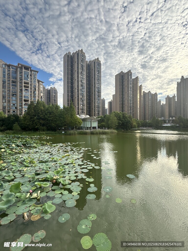 湖畔高楼与荷叶相映成趣