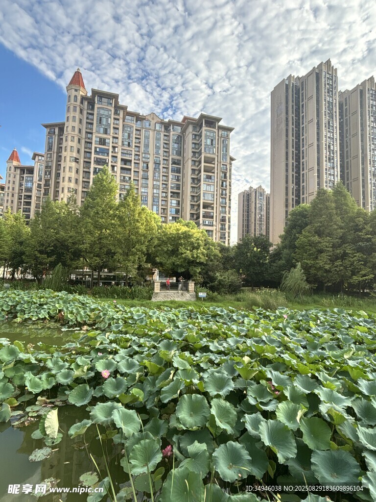 城市中葱郁的荷塘景观