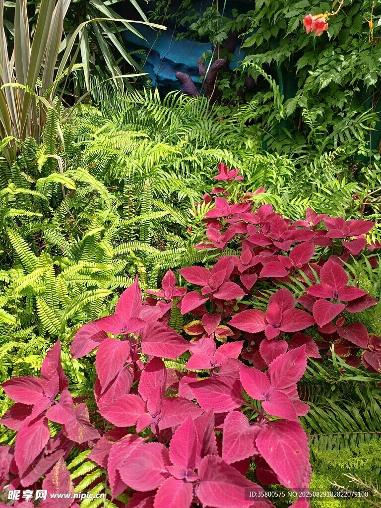 艳丽红叶植物装点花园