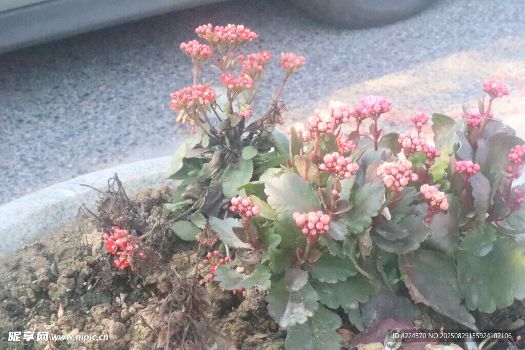 长寿花