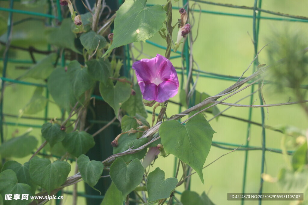 牵牛花