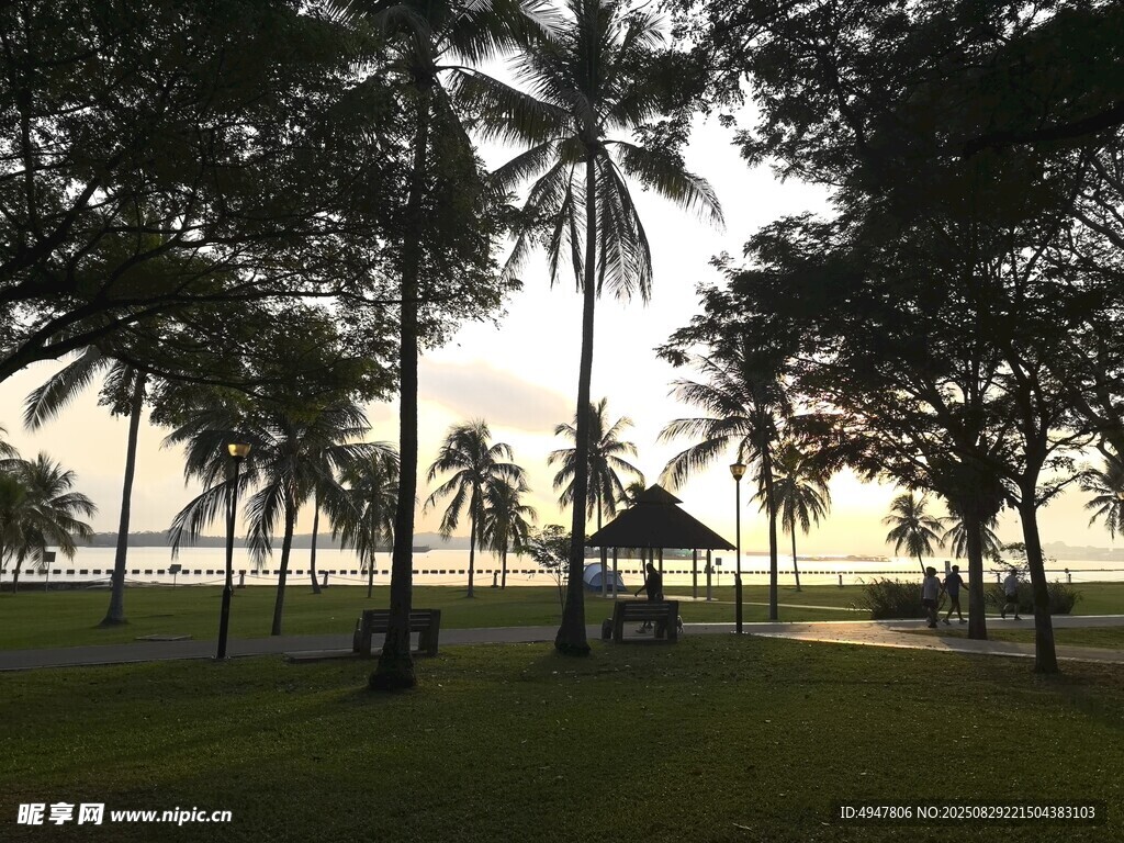 海滨椰林美景