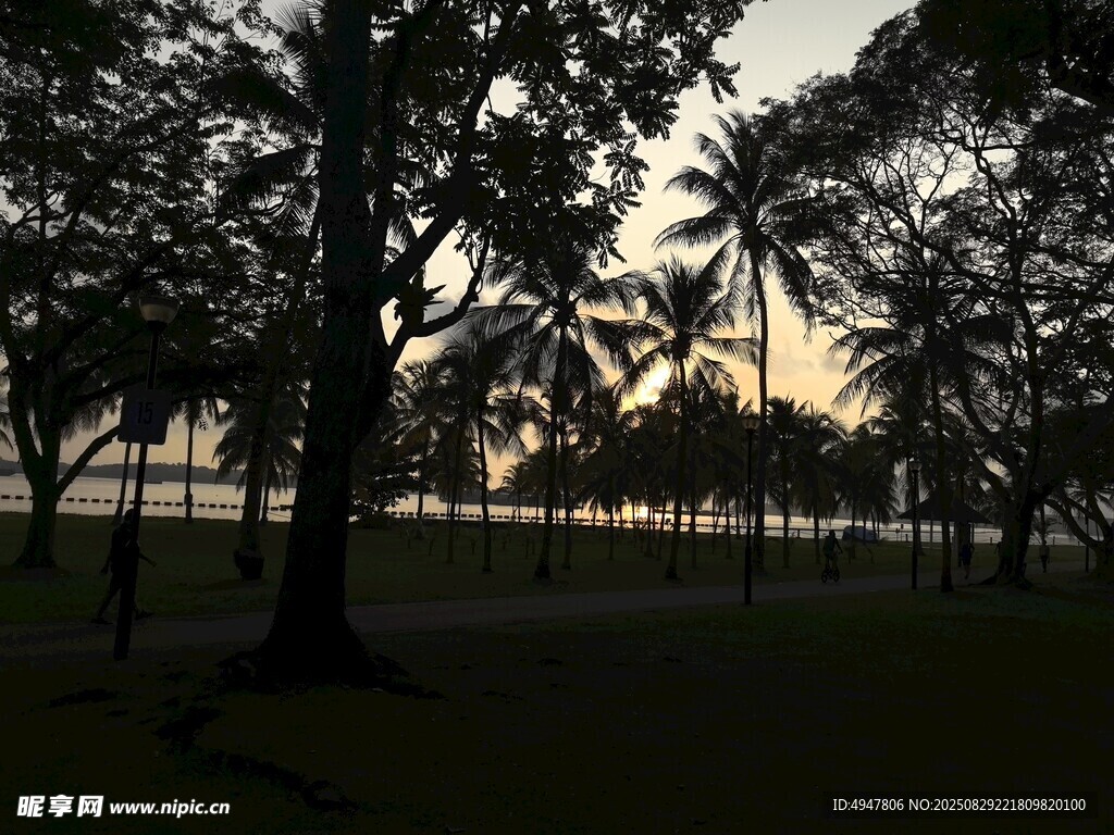 黄昏下的椰林海滨景色
