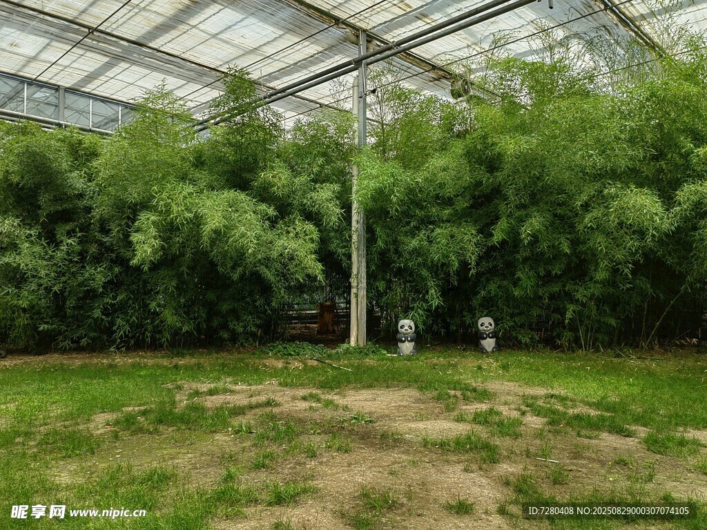 温室中的葱郁绿植景观