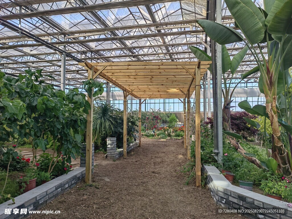 温室大棚内的繁茂植物景观