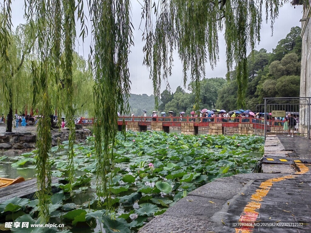湖畔垂柳荷花美景如画