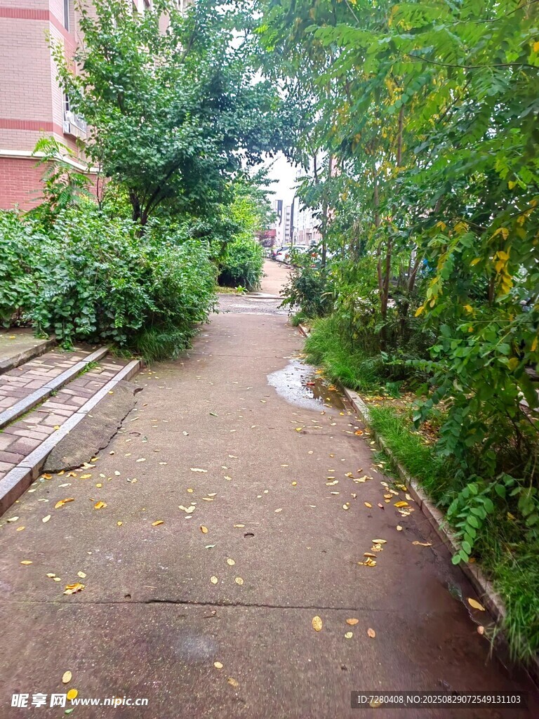 雨后幽静的林间小径