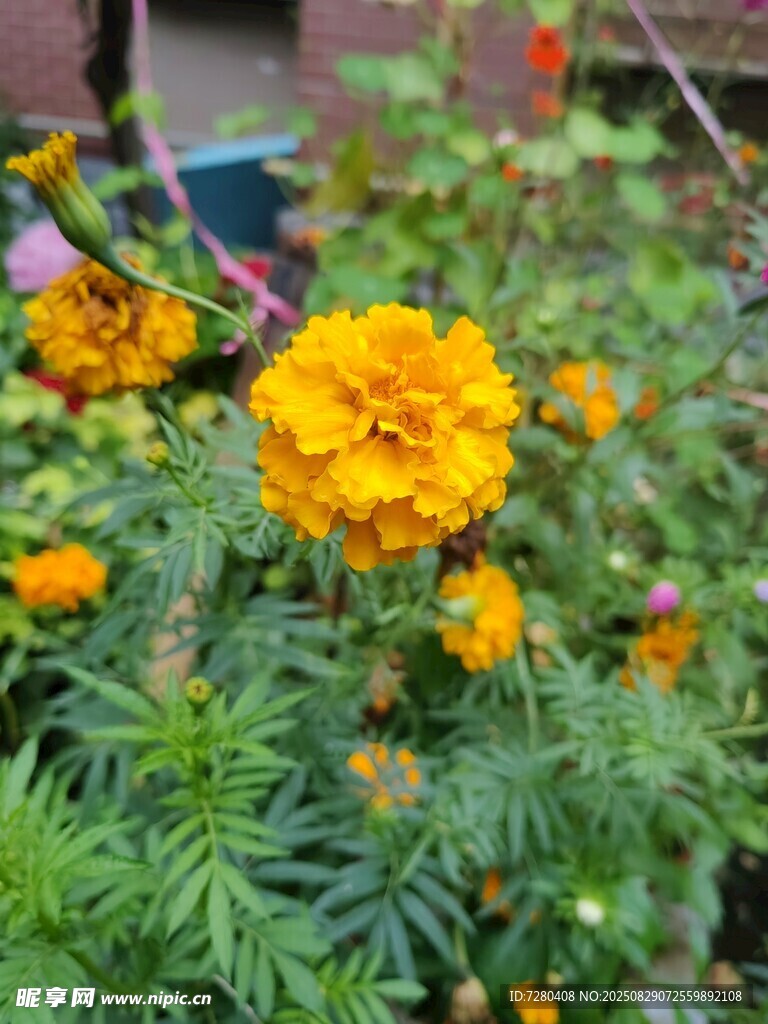 鲜艳万寿菊绽放于绿植间