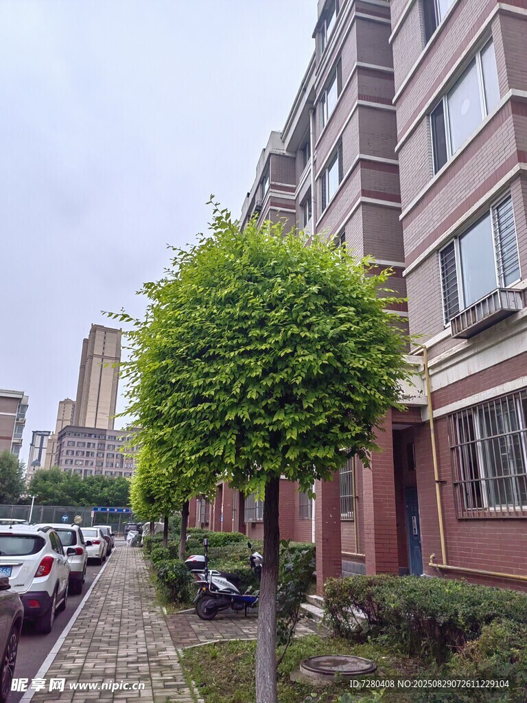 小区街边整齐绿植景观