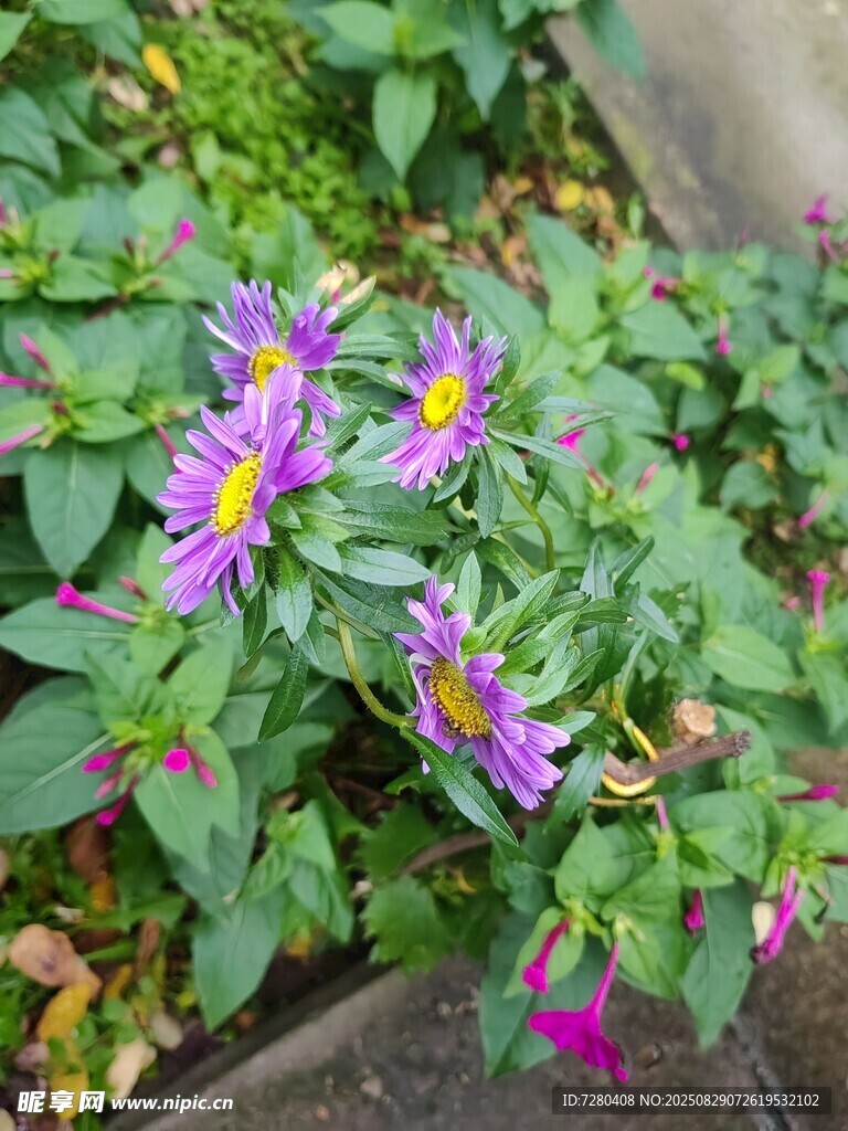 紫色小花绽放绿叶间