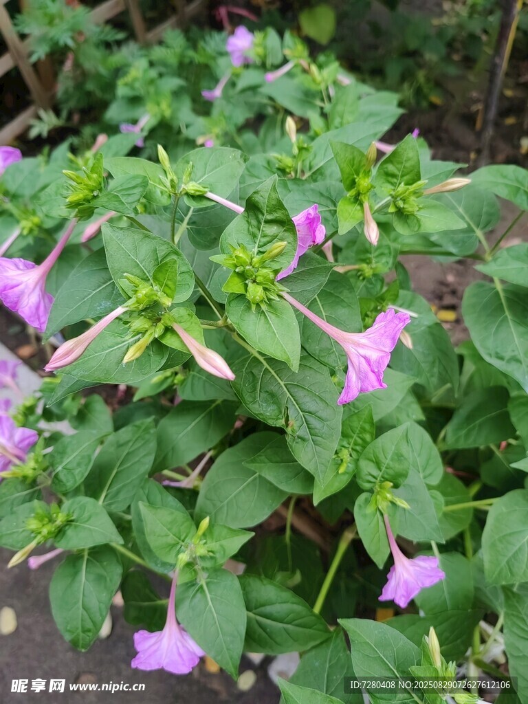 紫色喇叭花绽放绿叶间
