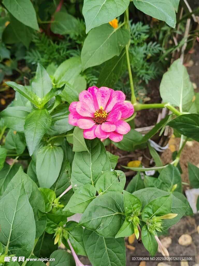 娇艳绽放的粉色花朵
