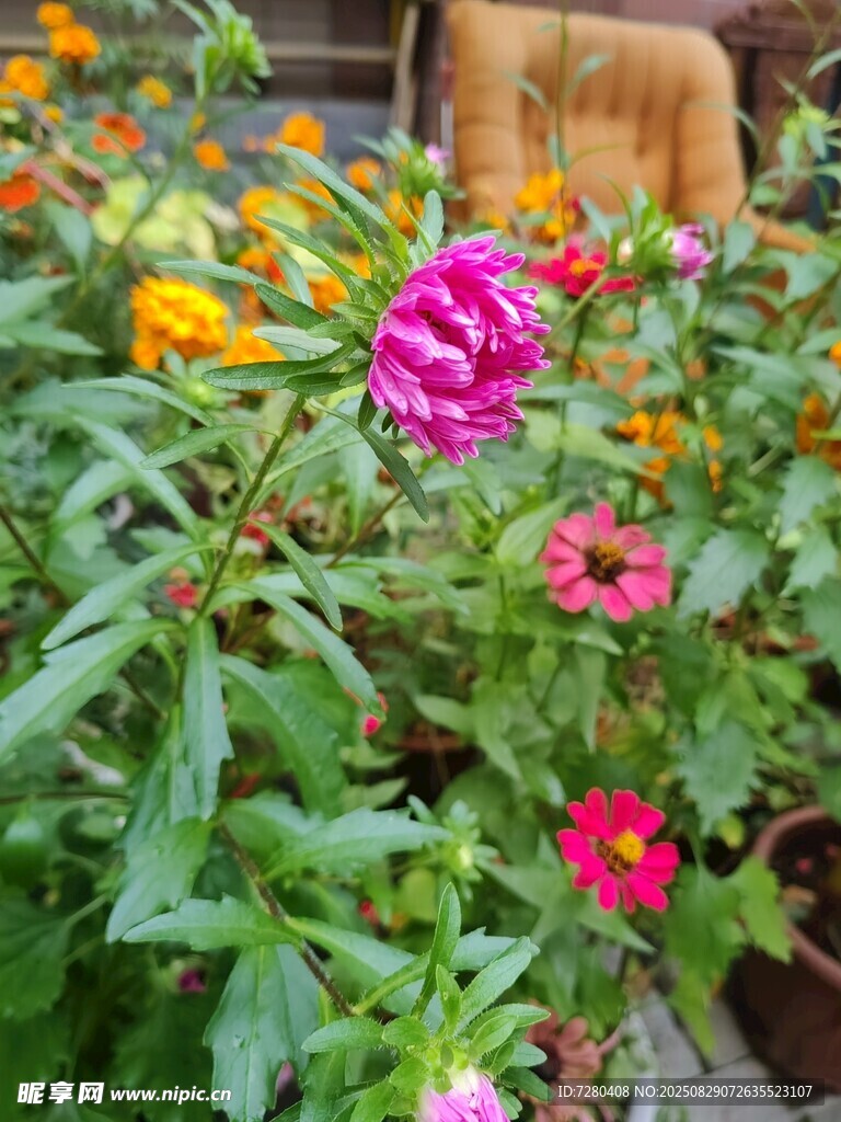 多彩花卉绽放生机