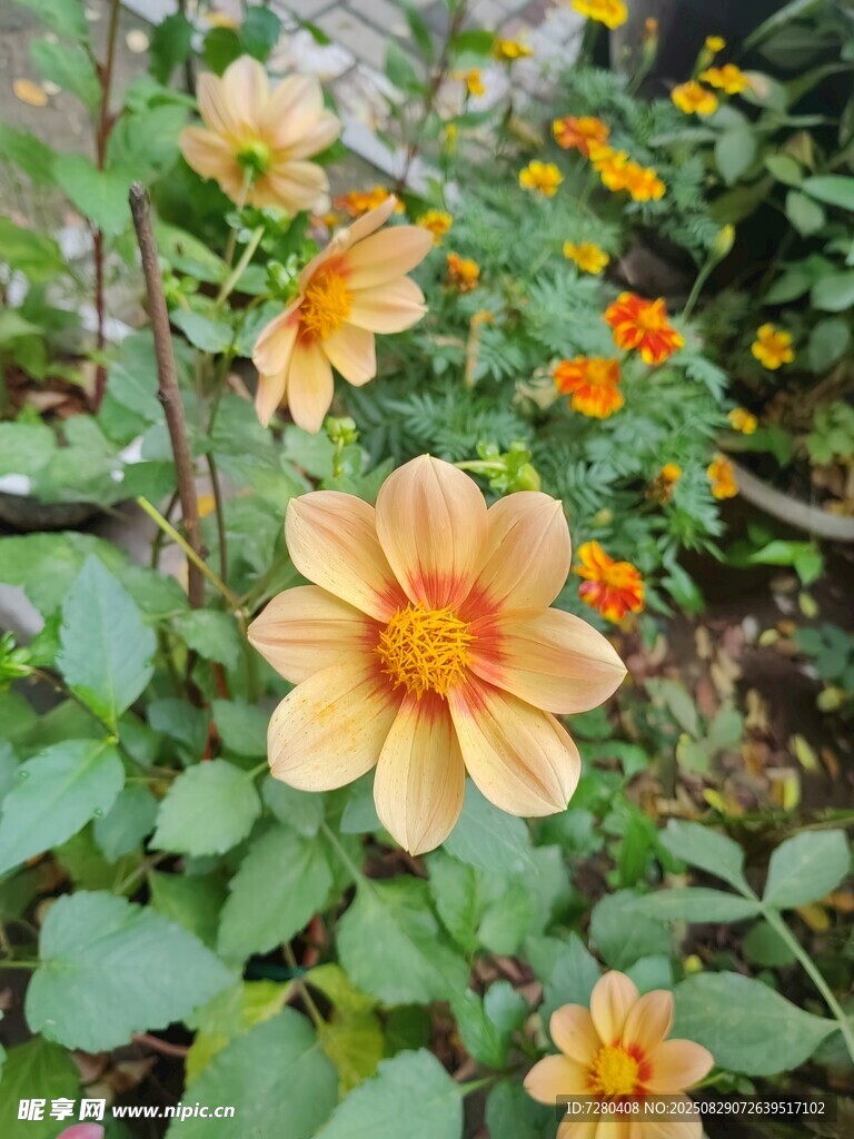 盛开的橘黄色大丽花