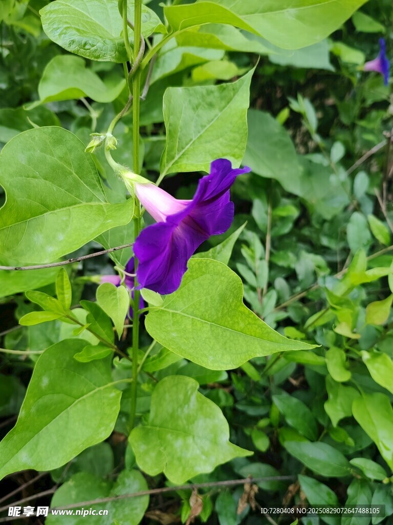 紫色牵牛花绽放绿叶间
