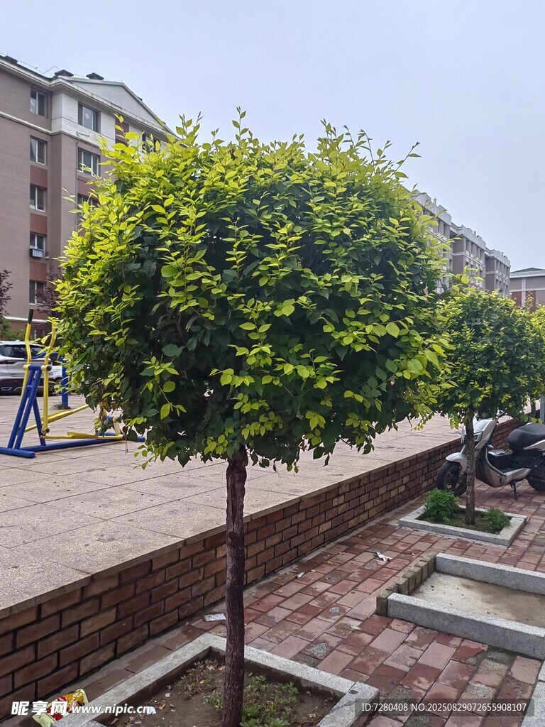 街边翠绿造型树