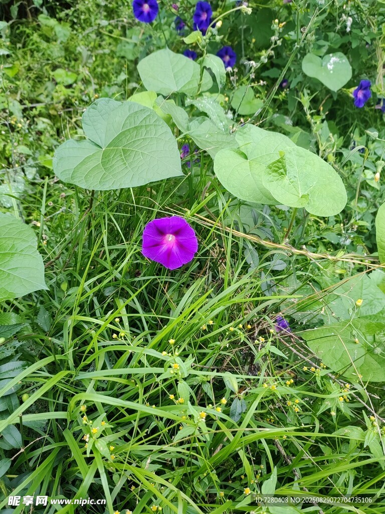 草丛中的紫色小花