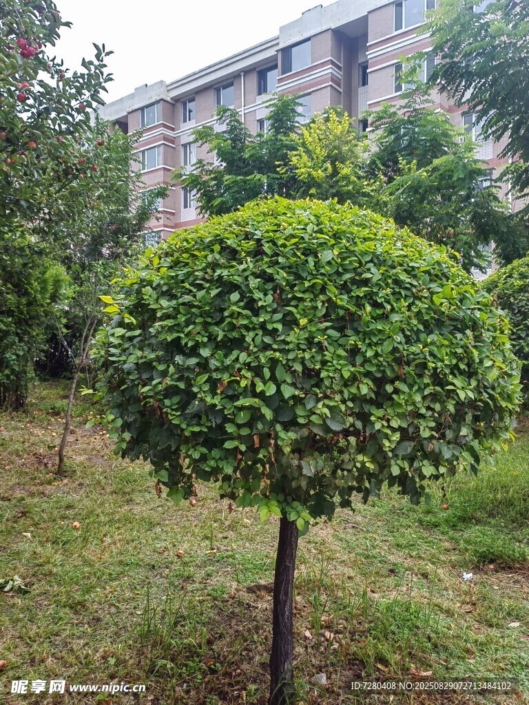 球形绿植点缀园林景观