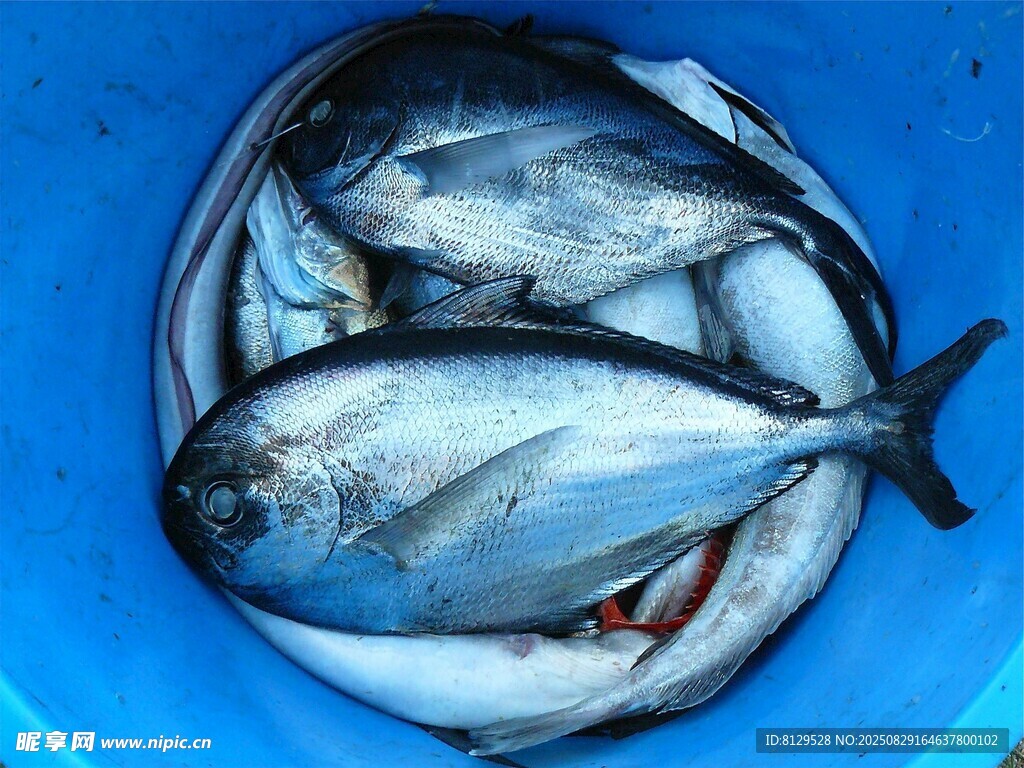 蓝色桶内的新鲜海鱼