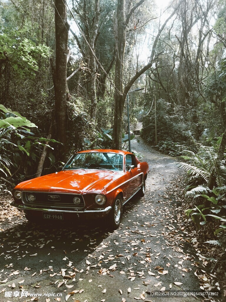 林间小道上的橙色复古汽车