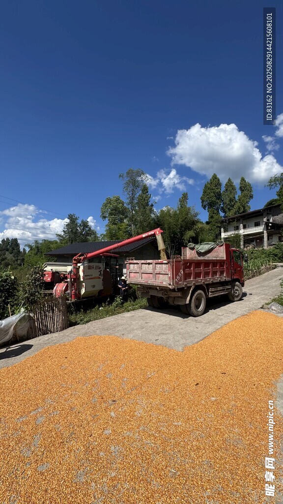 金黄粮堆旁的运粮场景