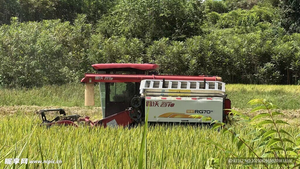 稻田中的红色农机