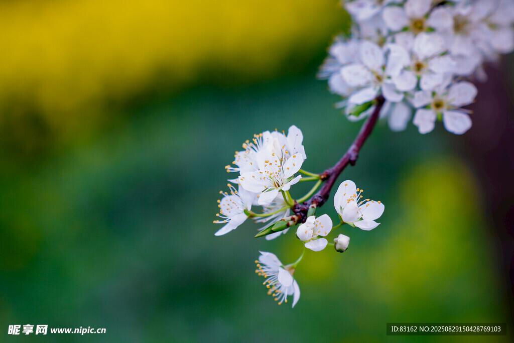 枝头绽放的洁白花朵