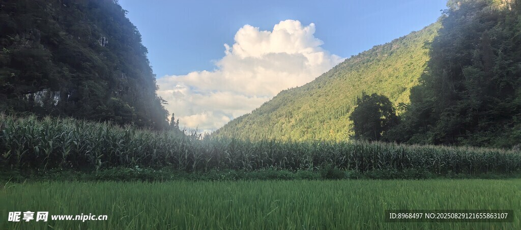 玉米