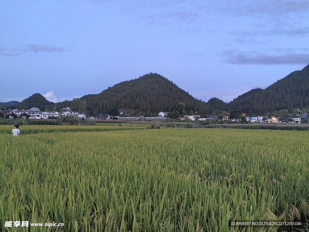 田园
