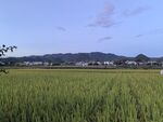 田园