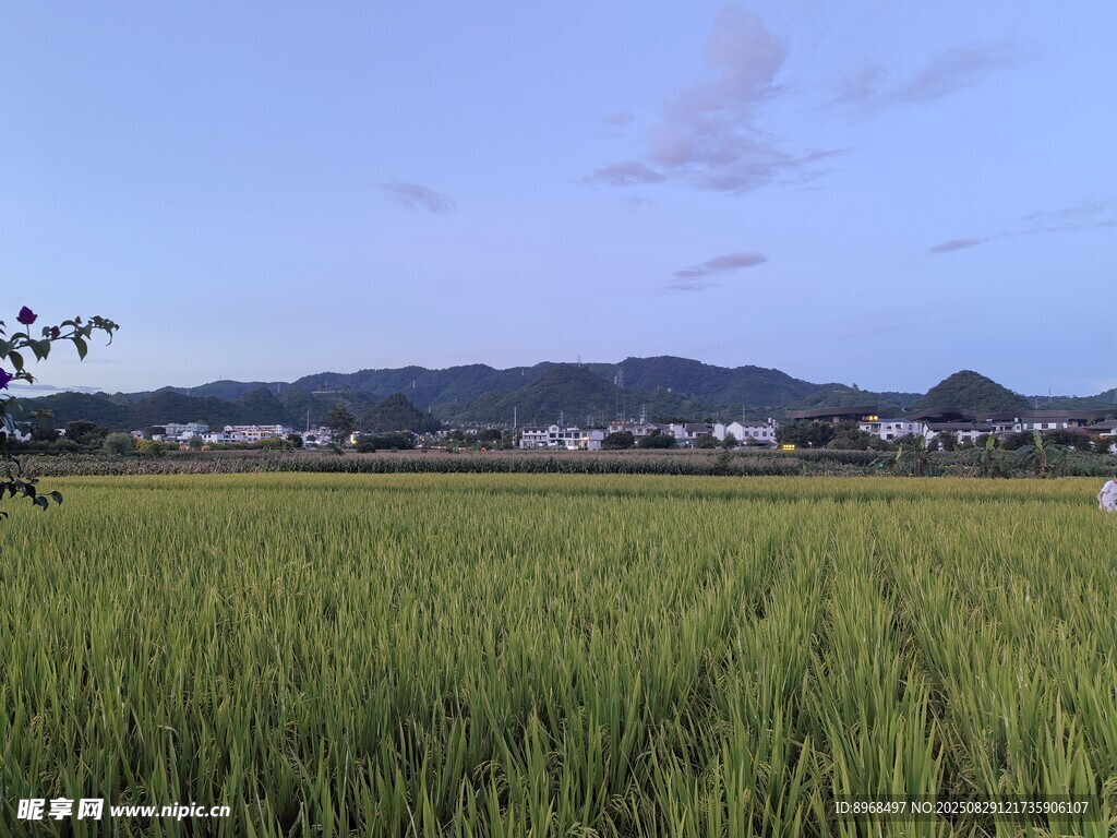 田园