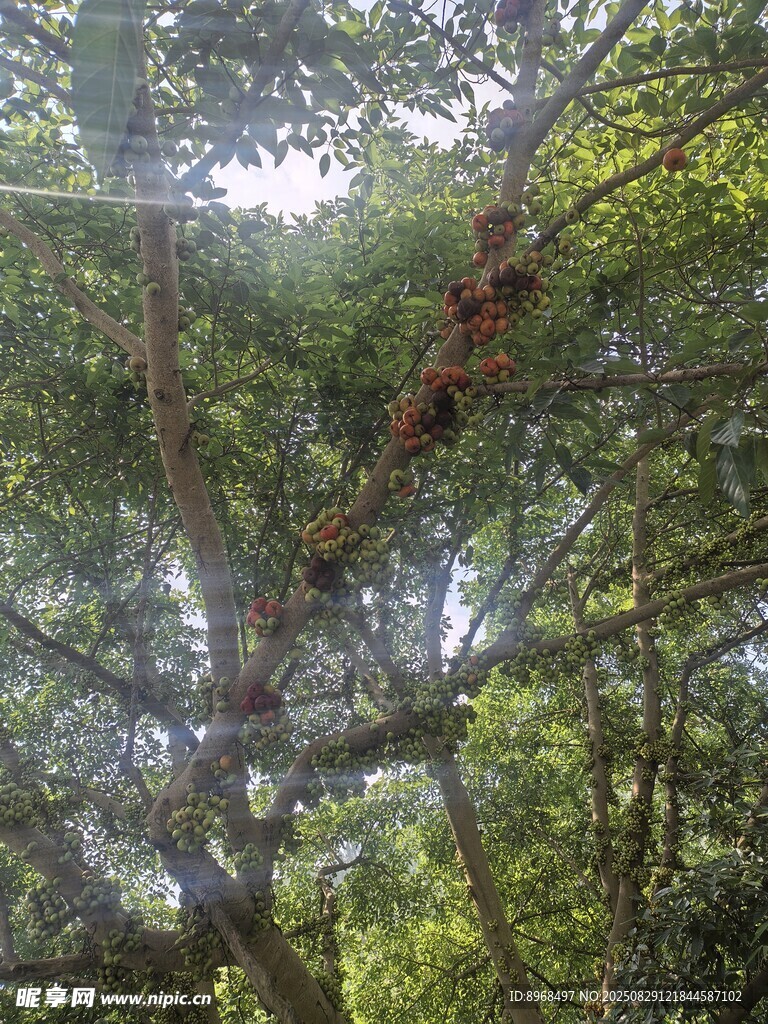 无花果