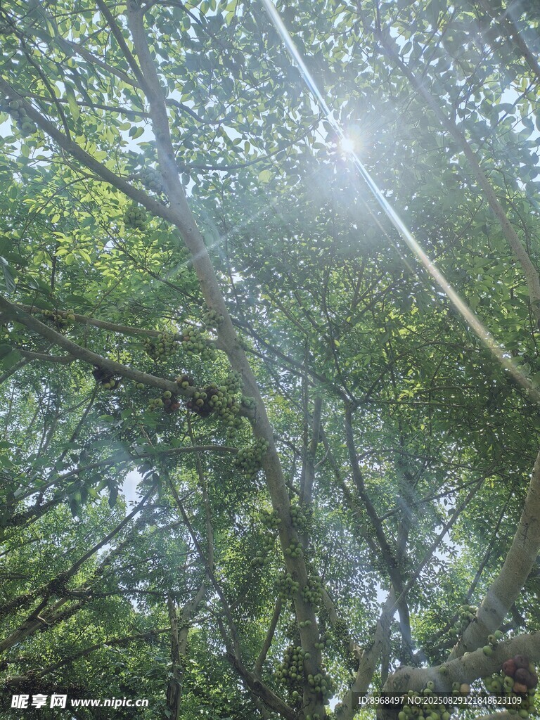树林